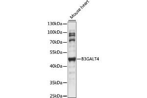 Western blot analysis of extracts of Mouse heart, using B3G antibody (ABIN7271197) at 1:1000 dilution. (B3GALT4 antibody  (AA 80-270))
