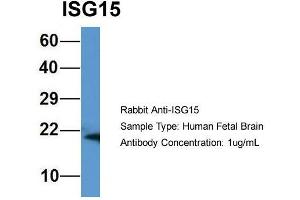 Western Blotting (WB) image for anti-ISG15 Ubiquitin-Like Modifier (ISG15) (Middle Region) antibody (ABIN2788047)
