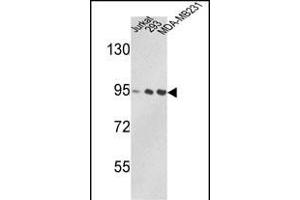 Western blot analysis of VCP Antibody (C-term) (ABIN390907 and ABIN2841113) in Jurkat, 293, MDA-M cell line lysates (35 μg/lane). (VCP antibody  (C-Term))