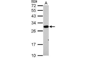 WB Image Prohibitin antibody detects PHB protein by Western blot analysis. (Prohibitin antibody)