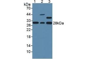 Figure. (GSTO1 antibody  (AA 24-233))