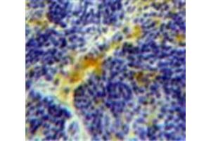 #VALUE! (Caspase 4 antibody  (AA 78-265))