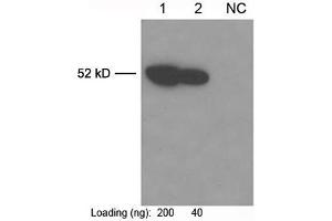 Lane 1-2: Multiplex tag cell lysate (ABIN1536505) NC: 293 cell lysatePrimary antibody: Anti-c-Myc-tag Monoclonal Antibody (Mouse) (ABIN396860) The Western was performed using One-Step Western Blot Kit (ABIN491503) with 0. (Myc Tag antibody)