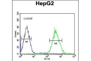 FOXP3 Antibody (Center) (ABIN650728 and ABIN2839416) flow cytometric analysis of HepG2 cells (right histogram) compared to a negative control cell (left histogram). (FOXP3 antibody  (AA 155-182))