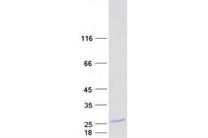 Validation with Western Blot (MBP Protein (Transcript Variant 3) (Myc-DYKDDDDK Tag))