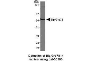 Image no. 1 for anti-Heat Shock 70kDa Protein 5 (Glucose-Regulated Protein, 78kDa) (HSPA5) (AA 600-654), (C-Term) antibody (ABIN363672) (GRP78 antibody  (C-Term))
