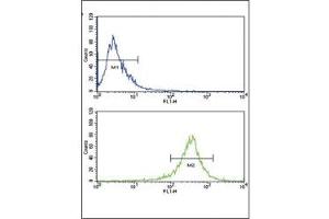 Flow Cytometry (FACS) image for anti-Fibroblast Growth Factor Receptor 4 (FGFR4) (AA 24-55) antibody (ABIN3030958)
