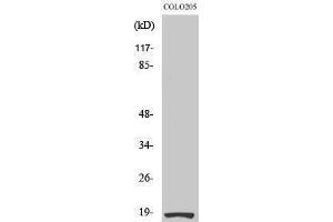 Western Blotting (WB) image for anti-Ribosomal Protein S27L (RPS27L) (N-Term) antibody (ABIN3186800) (RPS27L antibody  (N-Term))