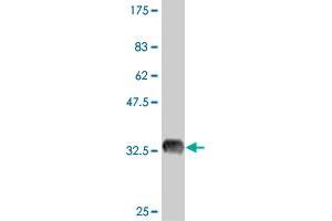 Western Blot detection against Immunogen (35. (OCT4 antibody  (AA 81-164))