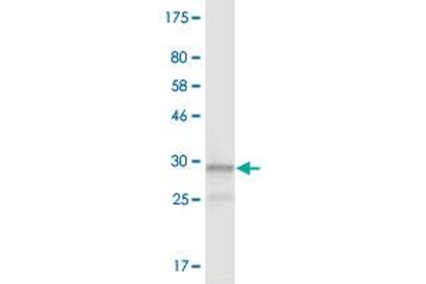 NAAA antibody  (AA 36-104)