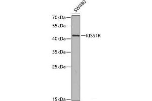 Western blot analysis of extracts of SW480 cells using KISS1R Polyclonal Antibody at dilution of 1:350. (KISS1R antibody)