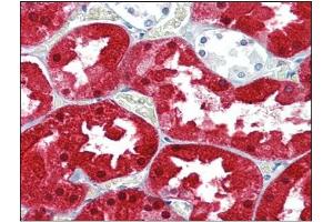 Immunohistochemistry Image: Human Kidney: Formalin-Fixed, Paraffin-Embedded (FFPE) (ASS1 antibody  (Internal Region))
