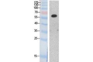 Western Blotting (WB) image for anti-Histone Deacetylase 1 (HDAC1) (Internal Region) antibody (ABIN3187983) (HDAC1 antibody  (Internal Region))