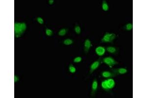 Immunofluorescent analysis of Hela cells using ABIN7167725 at dilution of 1:100 and Alexa Fluor 488-congugated AffiniPure Goat Anti-Rabbit IgG(H+L) (RCOR3 antibody  (AA 1-300))