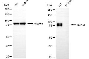 anti-Basal Cell Adhesion Molecule (Lutheran Blood Group) (BCAM) antibody