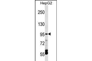 TRPV5 Antibody (C-term) (ABIN1537515 and ABIN2848459) western blot analysis in HepG2 cell line lysates (35 μg/lane). (TRPV5 antibody  (C-Term))