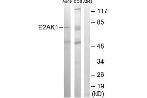 Western blot analysis of extracts from A549 cells and COS-7 cells, using EIF2AK1 antibody. (EIF2AK1 antibody  (Internal Region))