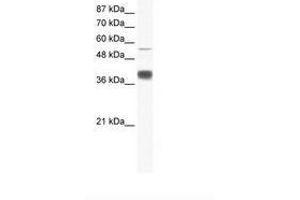 Image no. 1 for anti-Mesoderm Induction Early Response 1, Family Member 3 (MIER3) (AA 137-186) antibody (ABIN6736028) (MIER3 antibody  (AA 137-186))