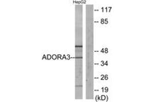 Western blot analysis of extracts from HepG2 cells, using ADORA3 Antibody. (Adenosine A3 Receptor antibody  (AA 269-318))