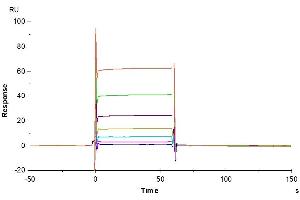 Rituximab captured on CM5 Chip via Protein A can bind Biotinylated Human Fc gamma RIIB, His-Avi Tag with an affinity constant of 3. (FCGR2B Protein (AA 46-217) (His-Avi Tag,Biotin))