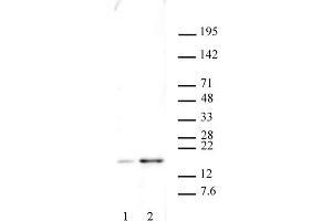 Histone H2AX phospho Ser139 antibody tested by Western blot. (H2AFX antibody  (pSer139))