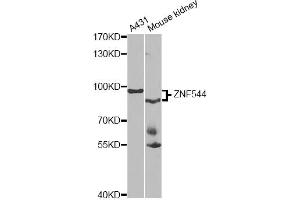 Western blot analysis of extracts of various cell lines, using ZNF544 antibody.