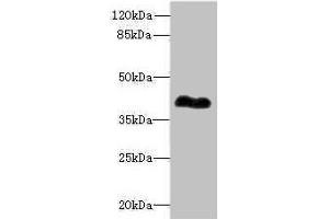 ROM1 anticorps  (AA 126-263)