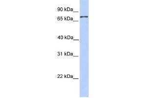 WB Suggested Anti-COLEC12 Antibody Titration:  0. (COLEC12 antibody  (N-Term))