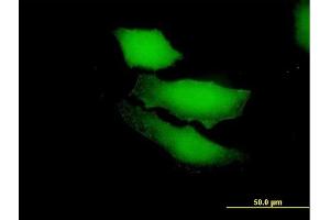 Immunofluorescence of purified MaxPab antibody to RGS13 on HeLa cell. (RGS13 antibody  (AA 1-159))