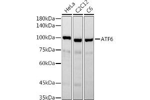 Western Blotting (WB) image for anti-Activating Transcription Factor 6 (ATF6) (AA 1-190) antibody (ABIN1512605)