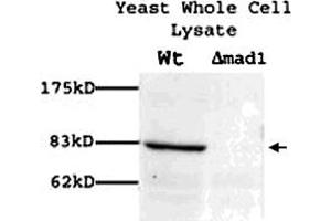 Western blot showing Mad1p polyclonal antibody  (1 : 100) on yeast whole cell lysate. (PSMD14 antibody)