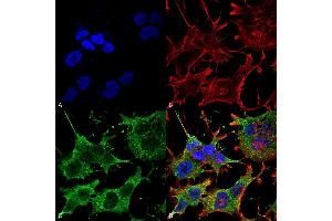 Immunocytochemistry/Immunofluorescence analysis using Mouse Anti-SNAT1 Monoclonal Antibody, Clone S104-32 (ABIN1027716). (SLC38A1 antibody  (AA 1-63))