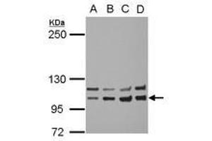 Image no. 2 for anti-Insulin Receptor (INSR) (AA 816-988) antibody (ABIN1498892) (Insulin Receptor antibody  (AA 816-988))