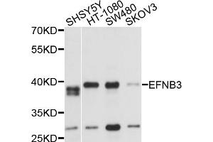 Western blot analysis of extracts of various cell lines, using EFNB3 antibody (ABIN5975812) at 1/1000 dilution. (Ephrin B3 antibody)