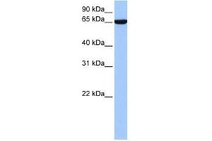 hCG_1646157 antibody used at 0. (Zinc Finger Protein 891 (ZNF891) (N-Term) antibody)