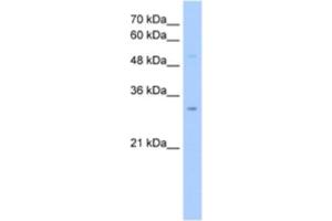 Western Blotting (WB) image for anti-NOP2/Sun Domain Family, Member 5 Pseudogene 2 (NSUN5P2) antibody (ABIN2463242) (NSUN5P2 antibody)