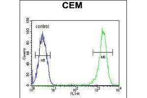 CASP3(Asp175) Antibody (ABIN651176 and ABIN2840112) flow cytometric analysis of CEM cells (right histogram) compared to a negative control cell (left histogram). (Caspase 3 antibody  (Asp175))