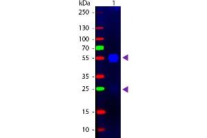 Western blot of Fluorescein conjugated Goat F(ab’)2 Anti-Rabbit IgG Pre-Adsorbed secondary antibody. (Goat anti-Rabbit IgG (Heavy & Light Chain) Antibody (FITC) - Preadsorbed)