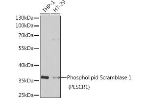 Western blot analysis of extracts of various cell lines, using Phospholipid Scramblase 1 (Phospholipid Scramblase 1 (PLSCR1)) antibody (ABIN6132498, ABIN6145796, ABIN6145797 and ABIN6222400) at 1:1000 dilution. (PLSCR1 antibody  (AA 1-318))