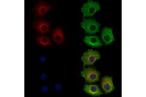 ABIN6262561 and ABIN6278898 staining Hela cells by IF/ICC. (IL28B antibody  (Internal Region))