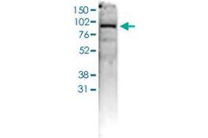 Western Blot (Cell lysate) analysis of 40 ug whole cell extracts of U2OS cells. (AGO1 antibody  (C-Term))
