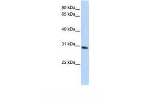 Image no. 1 for anti-2,3-bisphosphoglycerate Mutase (BPGM) (C-Term) antibody (ABIN6739071) (BPGM antibody  (C-Term))