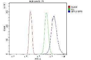Flow Cytometry analysis of MCF-7 cells using anti-Cytokeratin 19 antibody (ABIN3043288). (Cytokeratin 19 antibody  (C-Term))