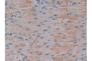 IHC-P analysis of Mouse Stomach Tissue, with DAB staining. (IGFBP6 antibody  (AA 46-238))