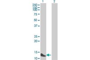 Western Blot analysis of FABP1 expression in transfected 293T cell line by FABP1 MaxPab polyclonal antibody. (FABP1 antibody  (AA 1-127))