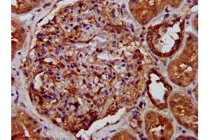 IHC image of ABIN7158045 diluted at 1:400 and staining in paraffin-embedded human kidney tissue performed on a Leica BondTM system. (LRPPRC antibody  (AA 901-1036))