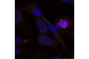 Immunofluorescence staining of methanol-fixed HeLa cells using Elk-1 (Ab-389) antibody (E021037, Red) (ELK1 antibody)