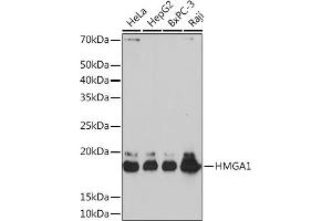 Western blot analysis of extracts of various cell lines, using HMG Rabbit mAb (ABIN7267646) at 1:1000 dilution.