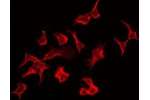 ABIN6276551 staining Hela by IF/ICC. (NCF1 antibody  (C-Term))