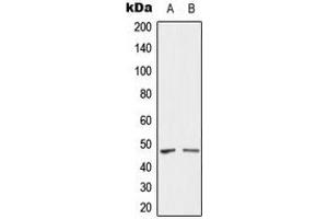 Western blot analysis of SH3GLB2 expression in U87 (A), HY926 (B) whole cell lysates. (SH3GLB2 antibody  (Center))